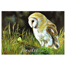 The barn owl and the butterfly