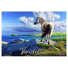 Wild pony on Cemaes Head Wild pony on Cemaes Head
