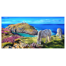 Welsh ponies at Strumble Head lighthouse