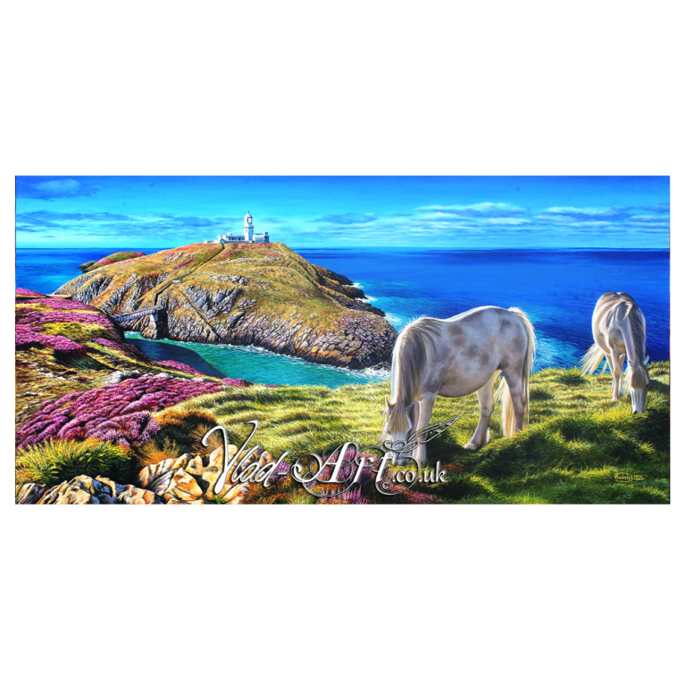 Welsh ponies at Strumble Head lighthouse