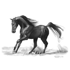 Black stallion