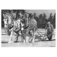 The old ploughman with Shire horses