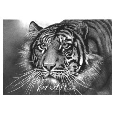 Lurking tiger head