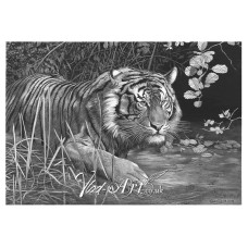 Tiger hunting in swamp