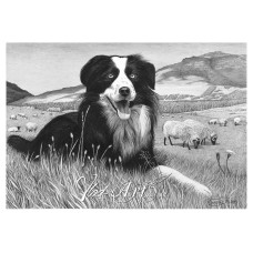 Shep the farm dog