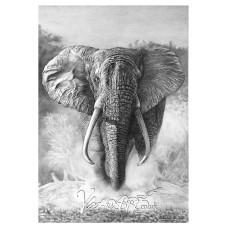 Charging elephant 