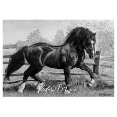 The proud Welsh Cob 